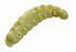 Vosí larvy Berkley PowerBait® Honey Worm 55ks - žlutá gliter - 1/2