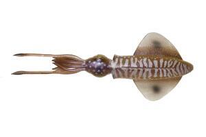 Oliheň SG 3D Swim Squid 2ks 18cm 32g - Cuttlefish UV - 1