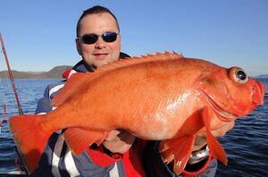 Mořské návazce IceFish na okouníky - žluto červená 6/0 - 2