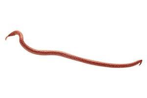 Žížaly Berkley Gulp! Earthworm 4" (10,0cm) - Natural - 2