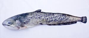 Polštář Sumec - The Wels Catfish 115cm - 2