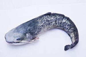 Polštář Sumec - The Wels Catfish 115cm - 3