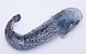 Polštář Sumec - The Wels Catfish 115cm - 4